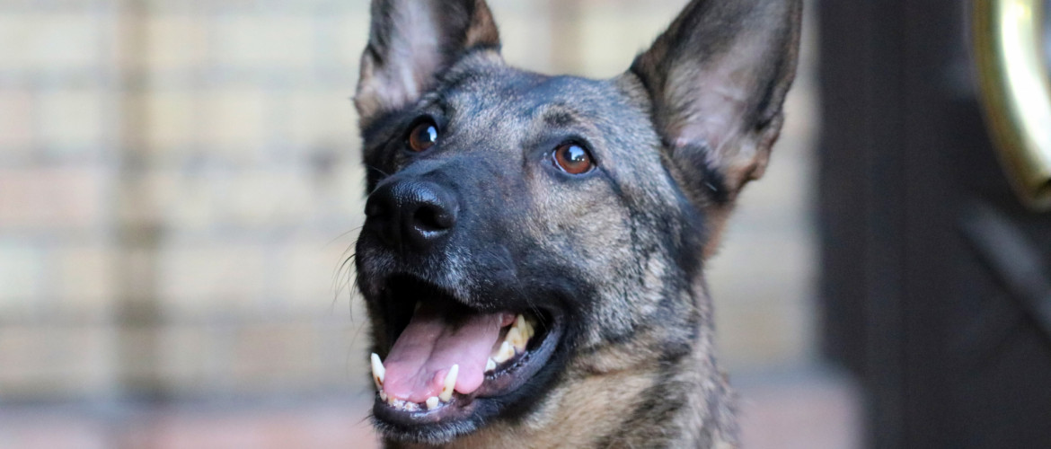 Ő Boni, a Mazsihisz robbanószerkereső kutyája