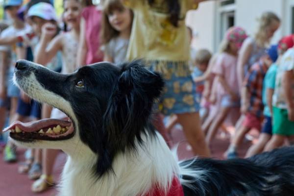 Különleges kutyás foglalkozáson vettek részt a benjaminos gyerekek