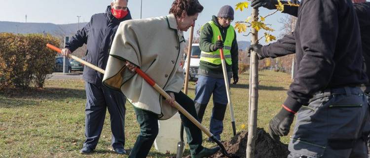 Fát ültettek Ángel Sanz Briz, az embermentő diplomata tiszteletére Óbudán