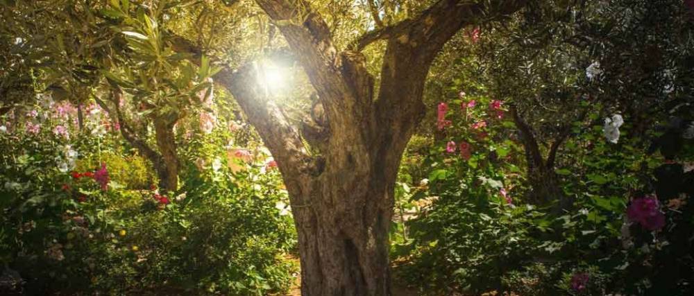 A kopár földtől a zöld jövőig – Izrael erdősítésének története | Mazsihisz