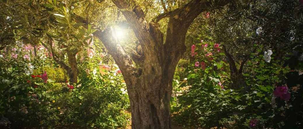 A kopár földtől a zöld jövőig – Izrael erdősítésének története