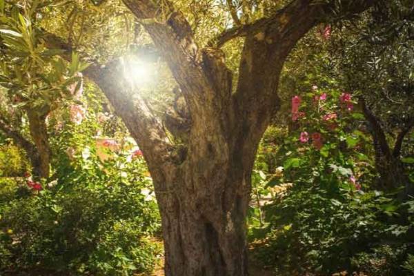 A kopár földtől a zöld jövőig – Izrael erdősítésének története