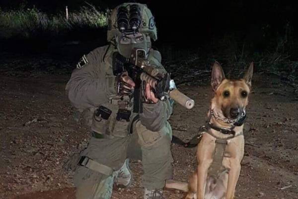 Egy bevetésben elpusztult Zili, a terroristák ellen harcoló izraeli kutya