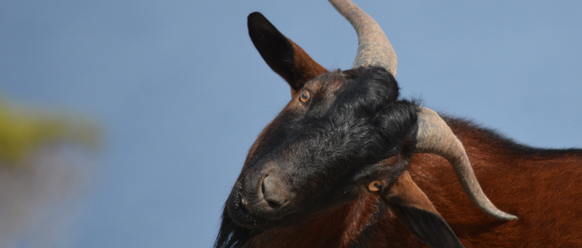 Hódít a fauna Izraelben: kecskéket, sakálokat, vadkanokat látnak