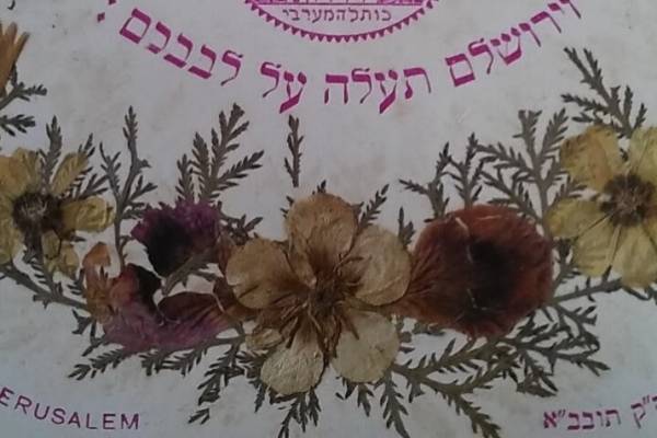Jeruzsálem növényei a Zsidó Múzeum magazinjának címlapján