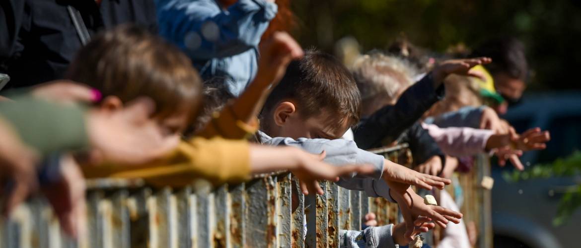 A Benjamin ovisok is készülnek az újévre