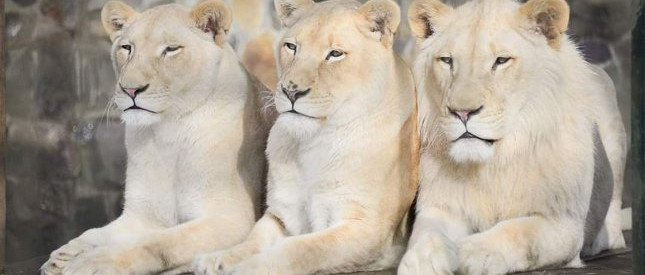 Új otthonukban a nyírségi fehér oroszlánok