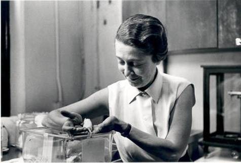 475pxDr_Rita_LeviMontalcini_in_her_lab.jpg