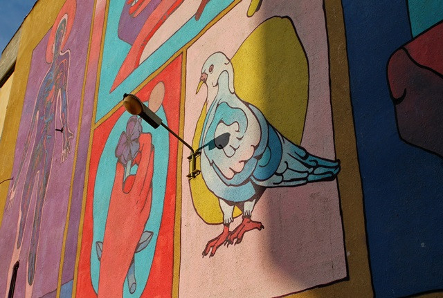 talpyot head bird.BIRD JPG.JPG