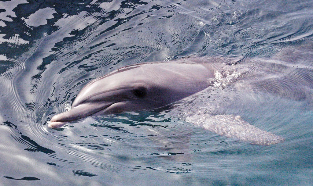 delfin portré.jpg