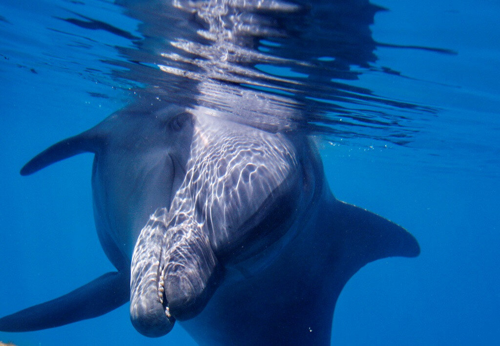 vizalatti portré.jpg