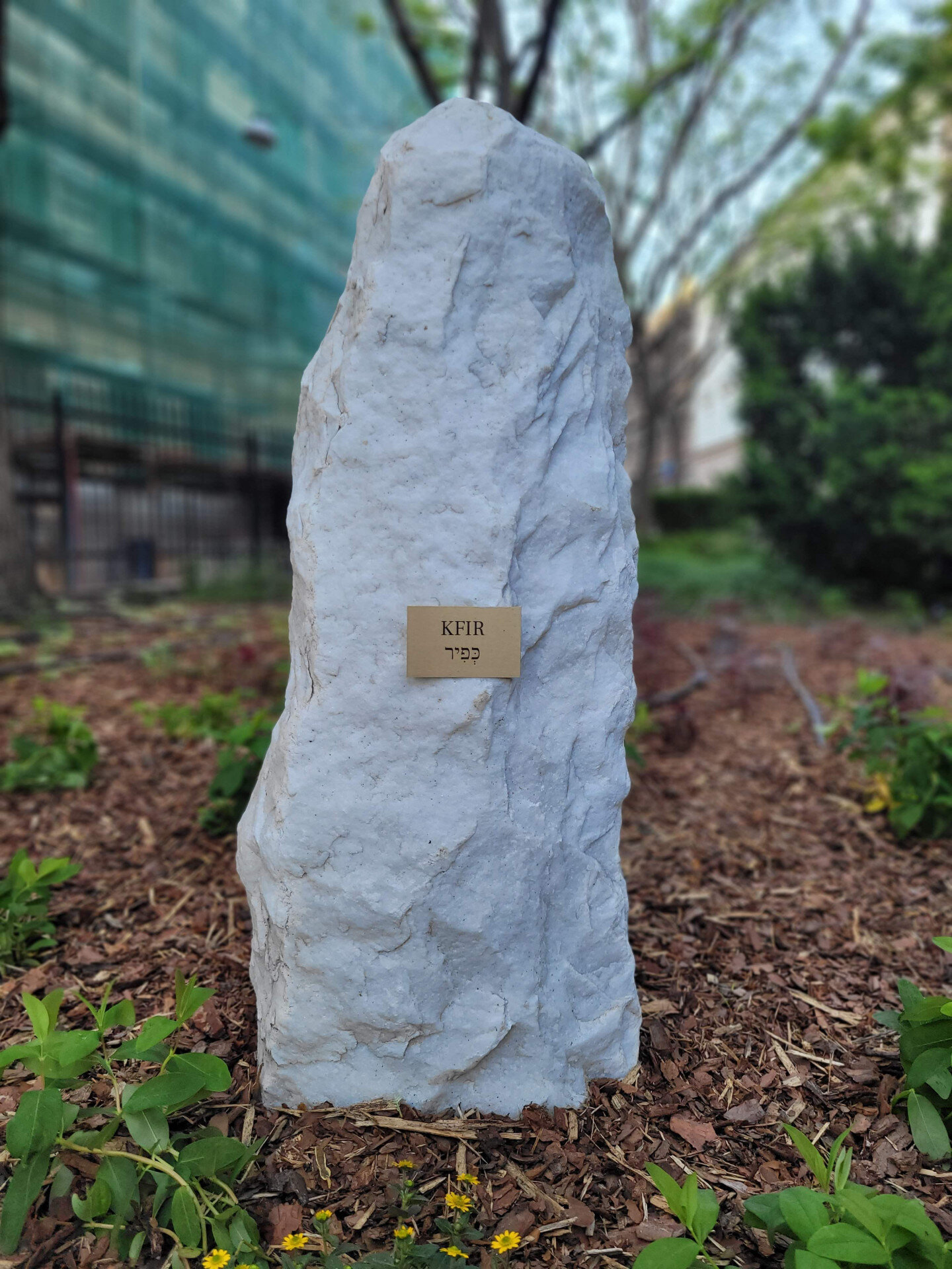 kfir.jpeg